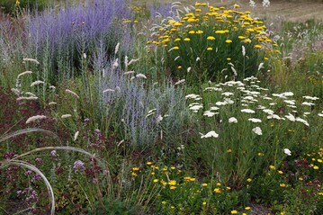 Steppenbeet mit Schafgarbe, Blauraute, Wimper-Perlgras