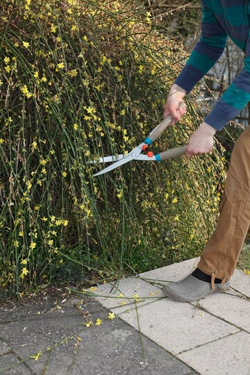  Wird der Winterjasmin vom Nachbarn auch nach Aufforderung nicht gestutzt und wchst in den eigenen Weg hinein, dann ist der Rckschnitt nun gesetzlich erlaubt. 