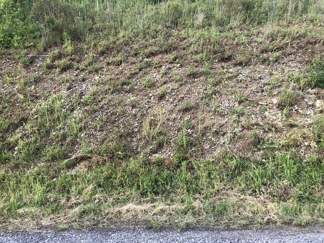 Auch diese, beim Bau einer Strae entstandene Muschelkalkbschung bietet zuknftig kalkholden Pflanzen magerer Standorte optimalen Lebensraum. Solche Situationen sollte auf keinen Fall durch Bodenabdeckung abgewertet werden!