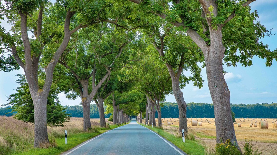 „Eschen-Allee im Spätsommer“ – das Siegerfoto von Karsten Kriedemann