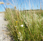 5 Ungemähter Wegrand im Hochsommer