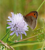 12 Auch Schmetterlinge wie das Kleine Wiesenvögelchen profitieren von der extensiven Pflege.