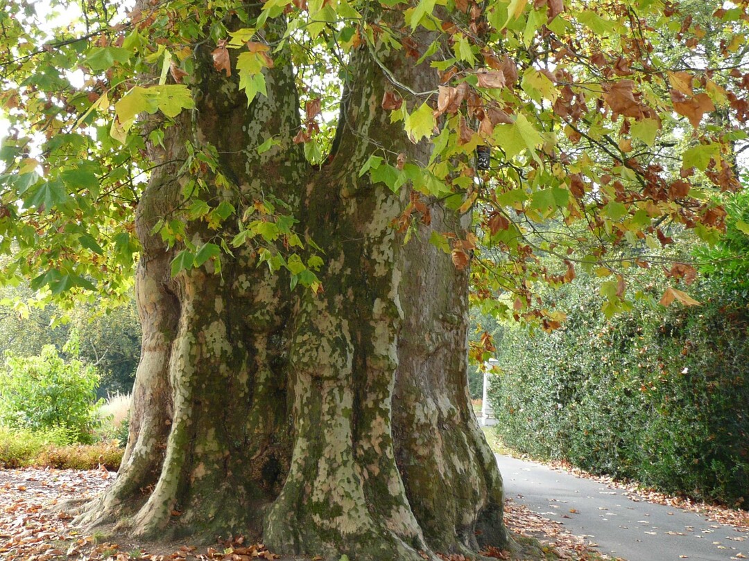 Die Hohenheimer Platane ist 244 Jahre alt über 30 Meter hoch. Ihr gegabelter Stamm symbolisiert zwei Liebende: Herzog Carl Eugen pflanzte den Baum für seine Frau Franziska.