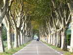 Blick auf eine Allee aus Platanen (Platanus hispanica)