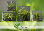 Die Sorten Buxus ‘Renaissance’, ‘Babylon Beauty’, ‘Heritage’ und ‘Skylight’ sollen resistent gegen das Buchssterben sein.