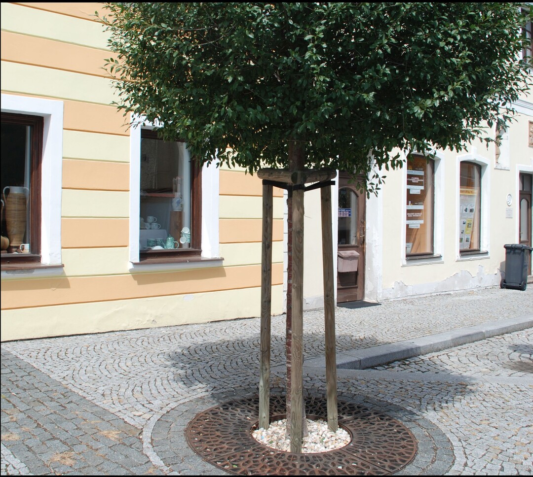 Auch Kleinbäume, wie die Steppen-Kirsche (Prunus fruticosa "Globosa") verändern die Aufenthaltsqualität einer Straße, ohne die Häuser vollständig zu verschatten.