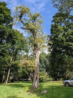Stark spezialisierte Arten, die auf Baumpilzart X angewiesen sind, zur Eiablage stark geschwächte Bäume, eine bestimmte Baumart benötigen oder nur in besonderen Verstecken wohnen, haben es schwer aufgrund von unbedachten oder vorschnellen Fällungen.