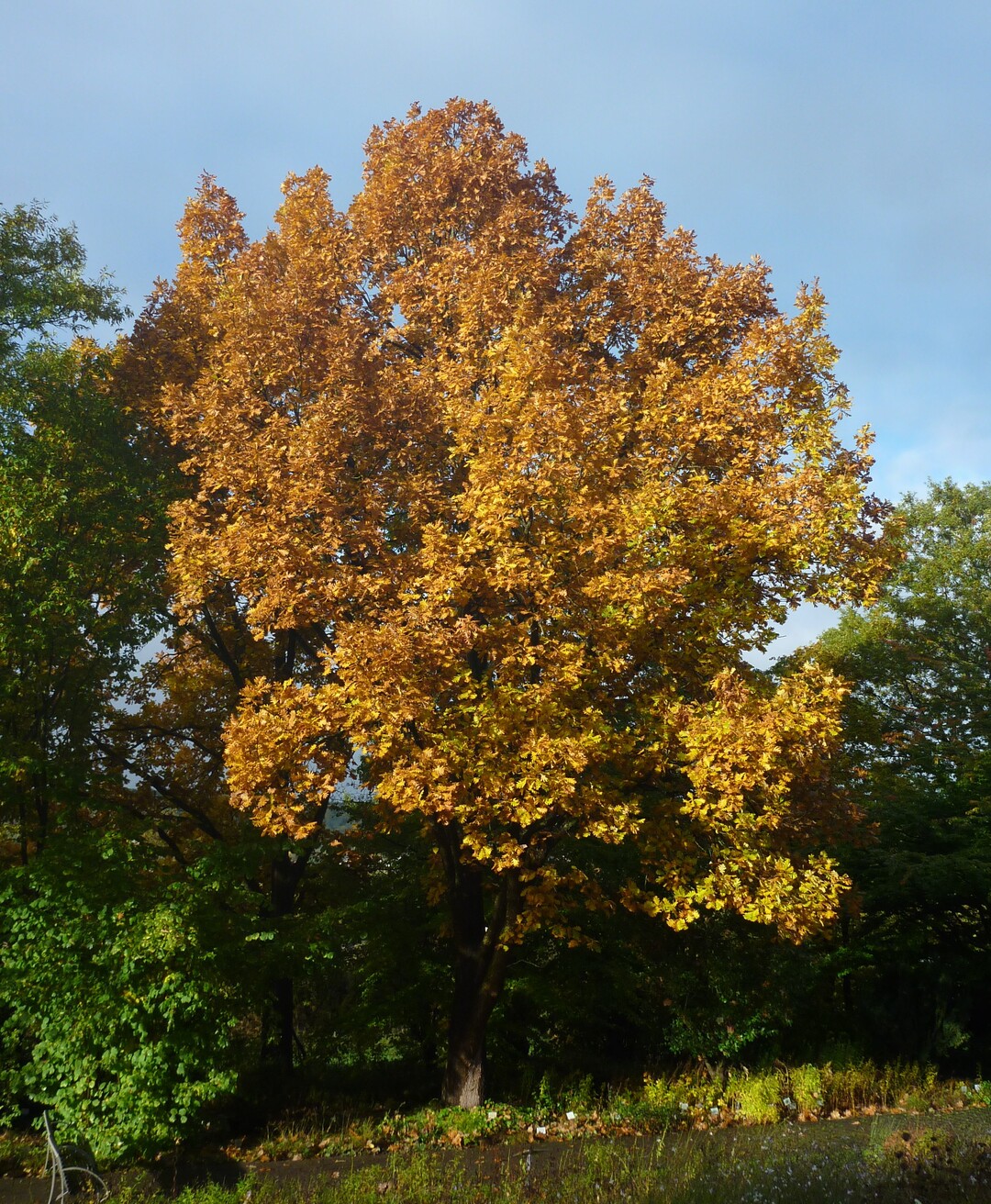 Quercus frainetto in Herbstfrbung