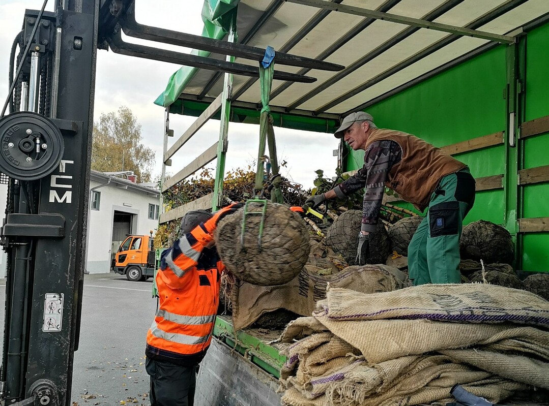 Gelieferte Bäume müssen schonend abgeladen werden.