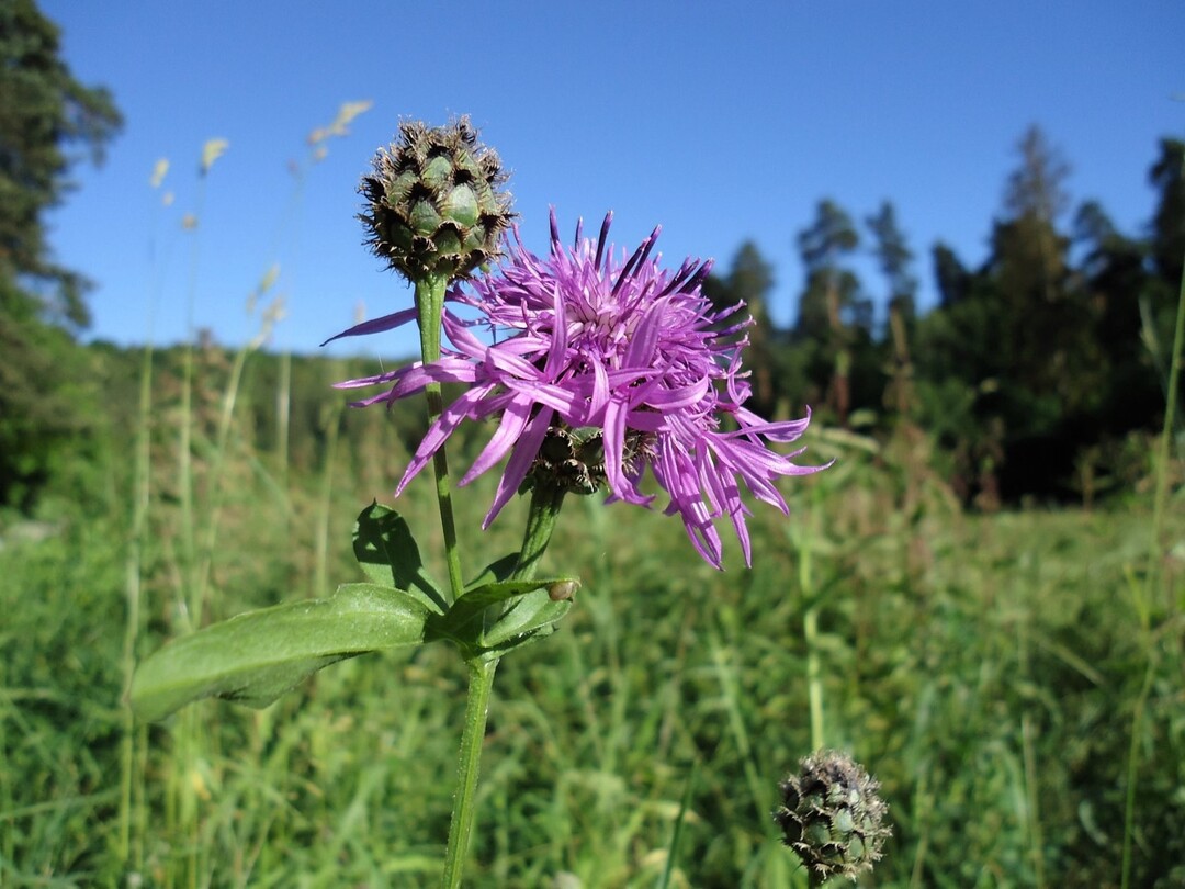 Auch Flockenblumen (Centaurea) gehren in einigen Regionen Deutschlands zu den typischen Krutern extensiv und schonend gepflegter Wiesen.