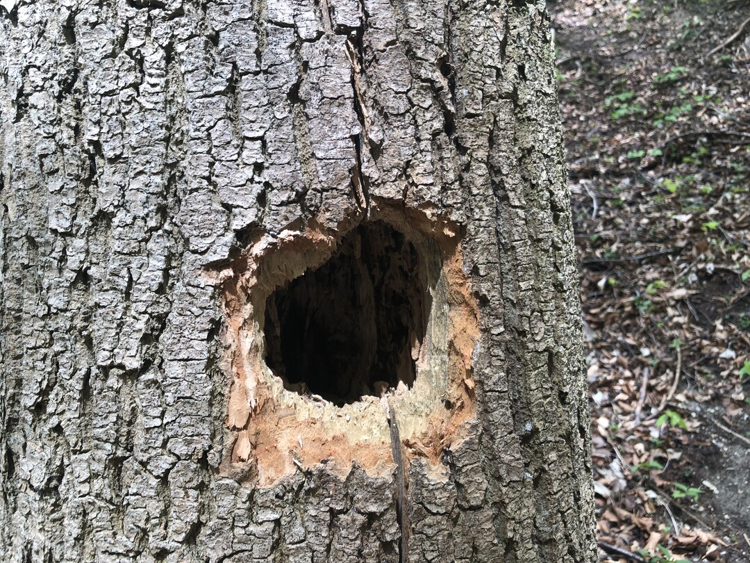 Solange die Verkehrssicherungspflicht dem nicht entgegensteht, sollten so genannte Habitatbume erhalten bleiben. Hhlenbrtende Vgel, Fledermuse, Nagetiere und im Holz lebende Insekten und Pilze behalten so einen Lebensraum. Informationsarbeit in Richtung Bevlkerung hilft, Verstndnis zu wecken.