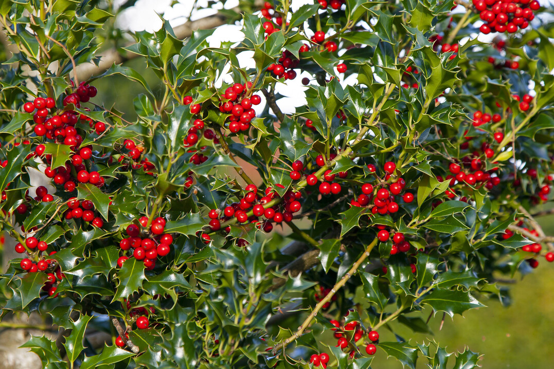 Ilex aquifolium ist Baum des Jahres 2021: Ein Immergrüner in mitteleuropäischen Wäldern.