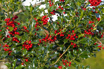 Ilex aquifolium ist Baum des Jahres 2021: Ein Immergrner in mitteleuropischen Wldern.