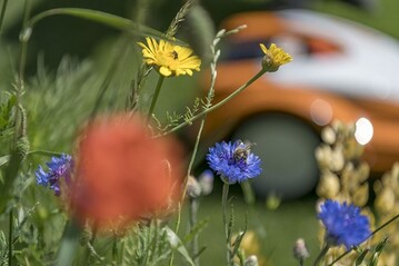 Heimische Blumen machen den Garten bunt und abwechslungsreich und bieten
zudem Nahrung fr Bienen, Hummeln & Co.