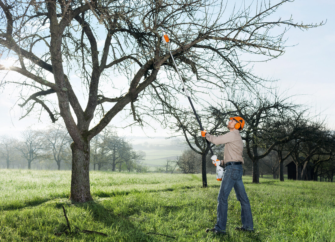 Der lange Arm des Gärtners: Mit dem neuen Hoch-Entaster STIHL HT 56 C-E lassen sich Äste bis ca. 4 Meter Höhe einfach, sicher und bequem vom Boden aus beschneiden.