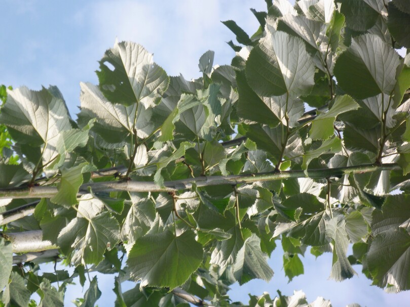 Tilia tomentosa "Brabant" (Detail). Gut erkennbar ist die silbrige Behaarung der Blattunterseiten.