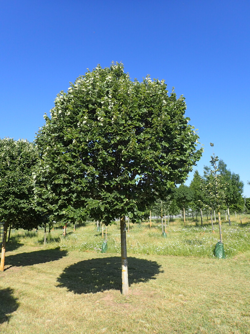 Tilia tomentosa "Globosa Typ Arbor" - wenig bekannte Sorte mit kleiner, kugelfrmiger Kronenform