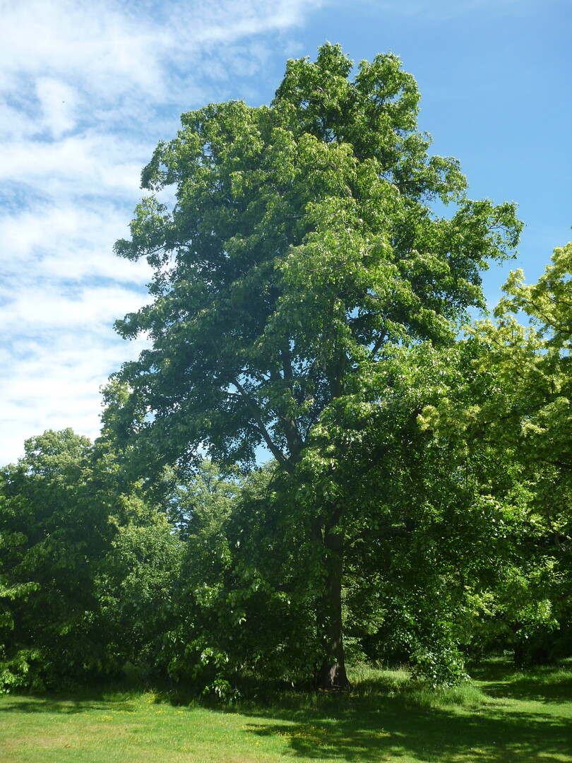 Tilia tomentosa "Petiolaris" - eine Sorte mit hngenden sten fr besondere Gestaltungsaufgaben