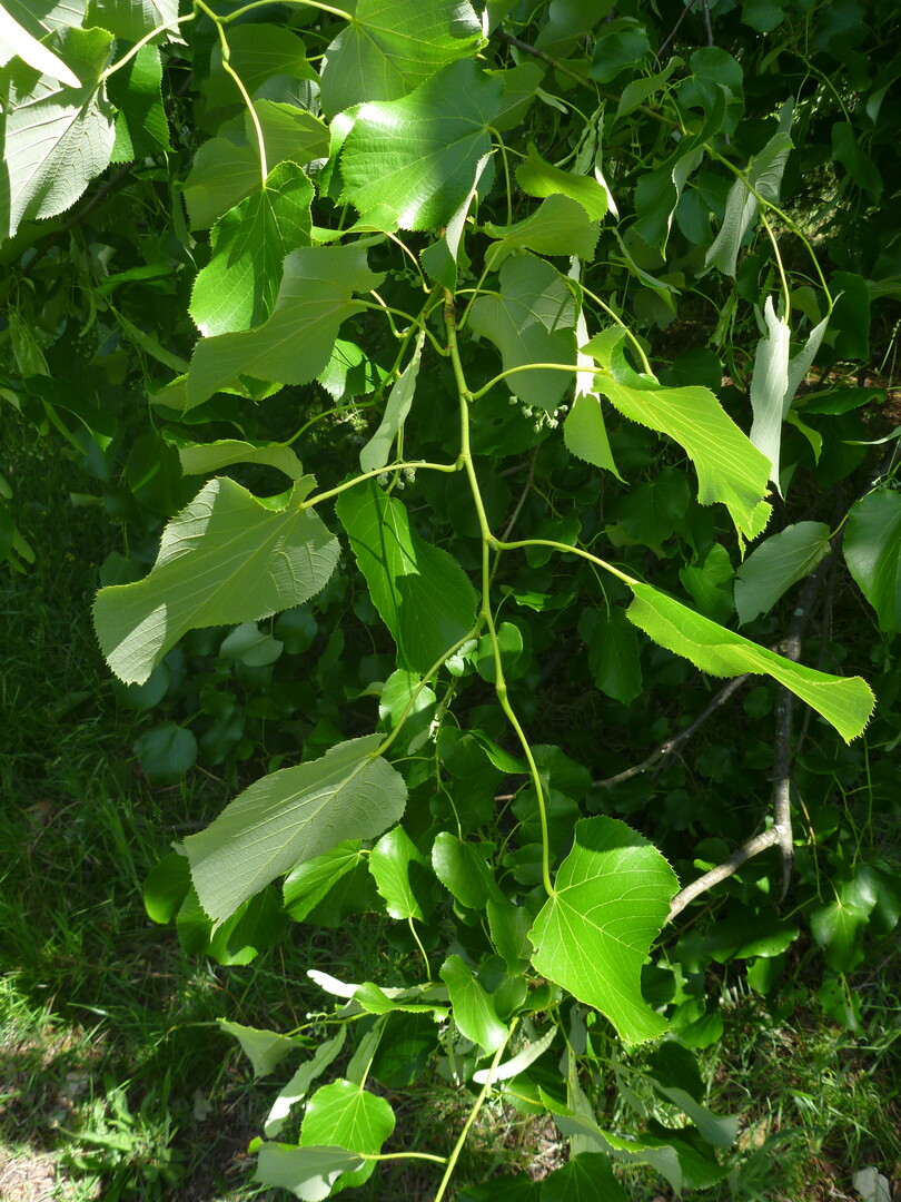 Laub vonTilia tomentosa "Petiolaris"