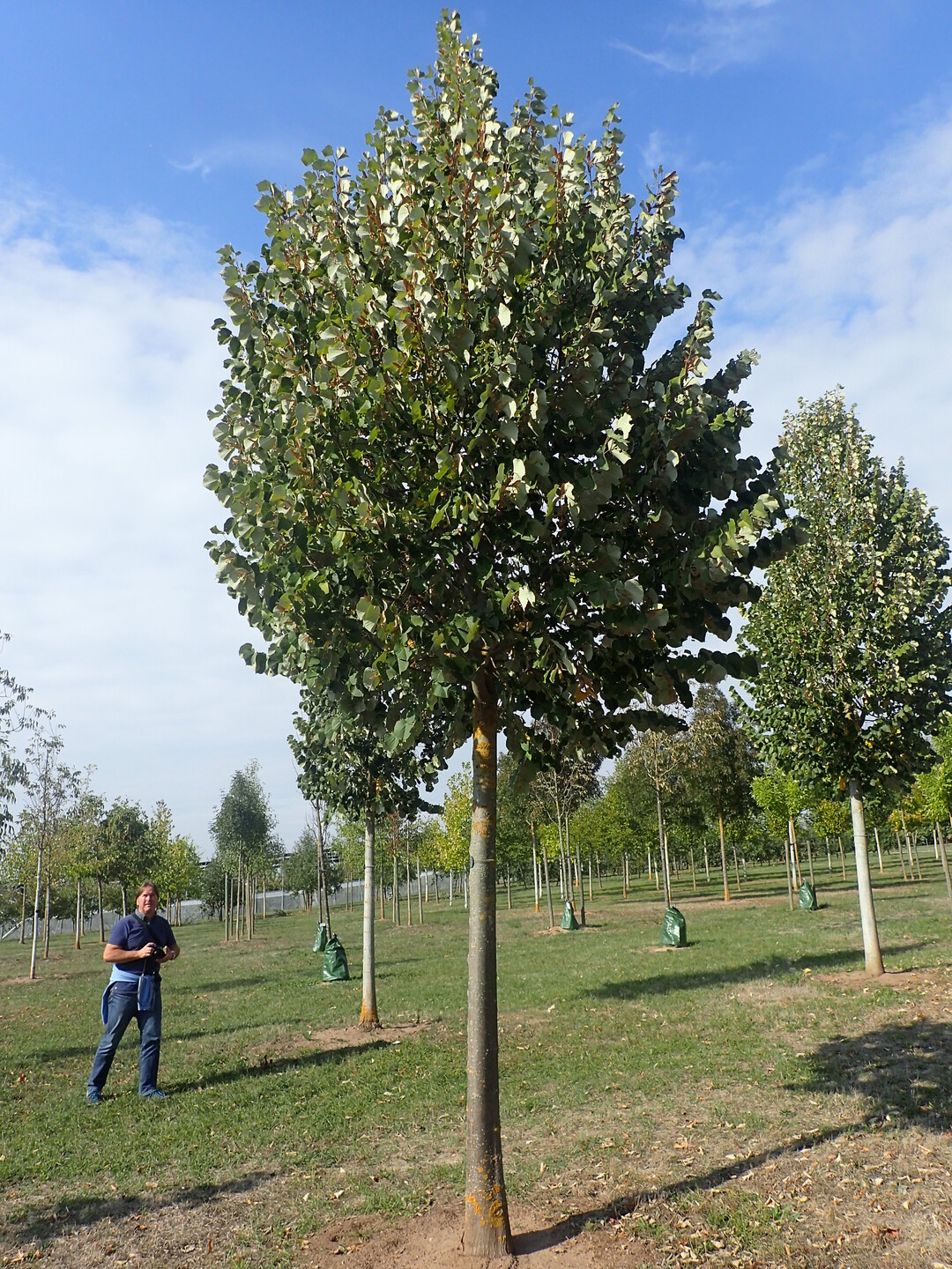Tilia tomentosa "Szeleste" - eine ungarische Sorte mit etwas schmalerer Kronenform