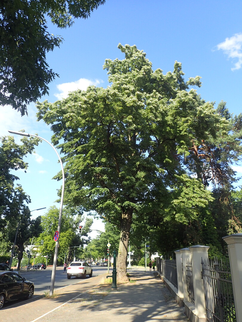 Altes und groes Exemplar von Tilia tomentosa (Knigsallee, Berlin)