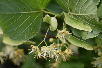 Die Linde (hier Tilia cordata) wirft mehr Schatten, braucht aber mehr Wasser.