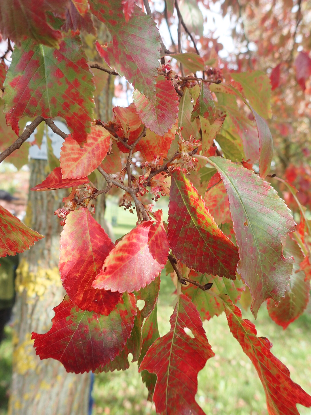 Herbstlaub der Sorte Frontier im Detail
