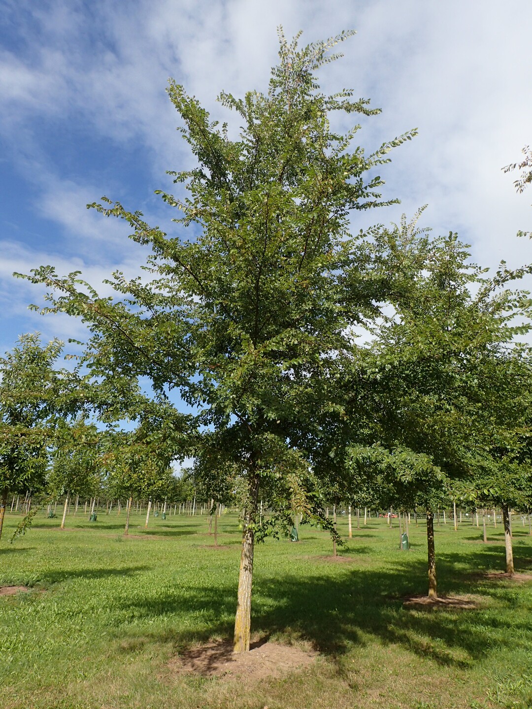 Ulmus Frontier