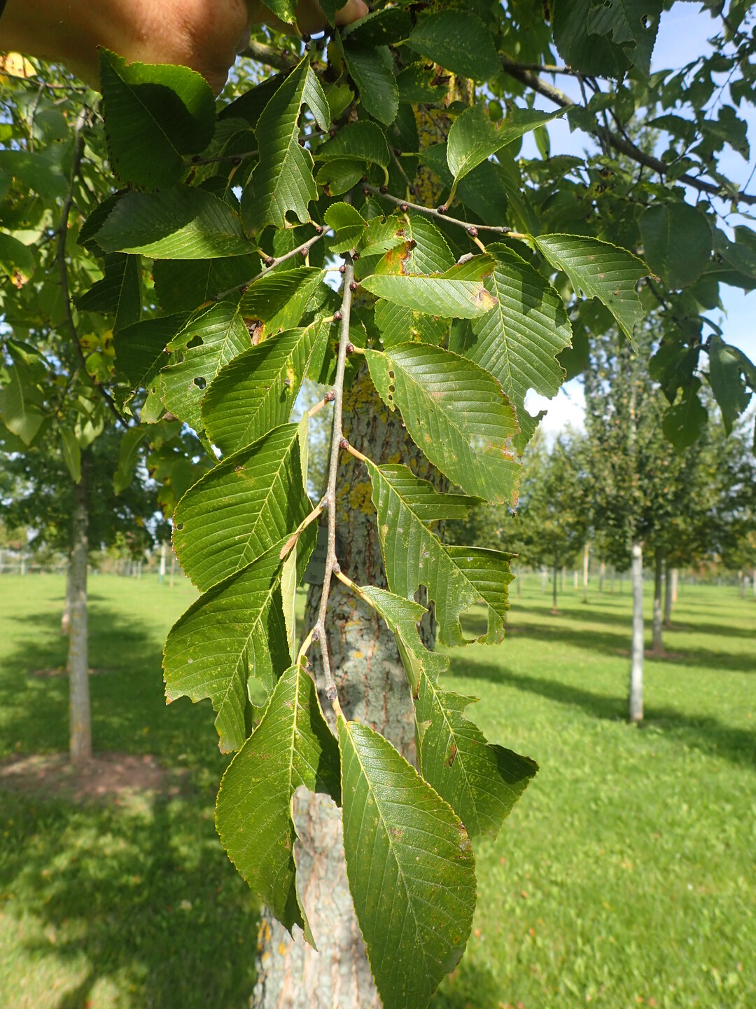 Ulmus New Horizon