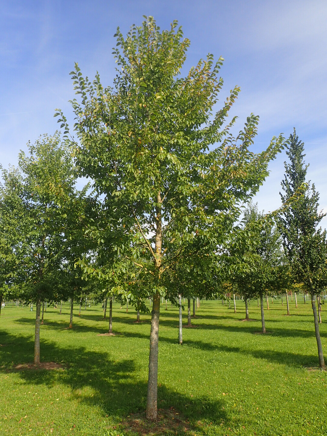 Ulmus New Horizon