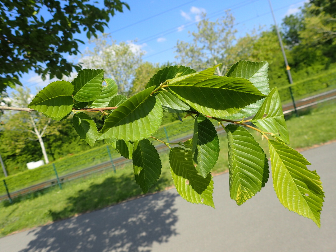 Ulmus ‘Rebona’