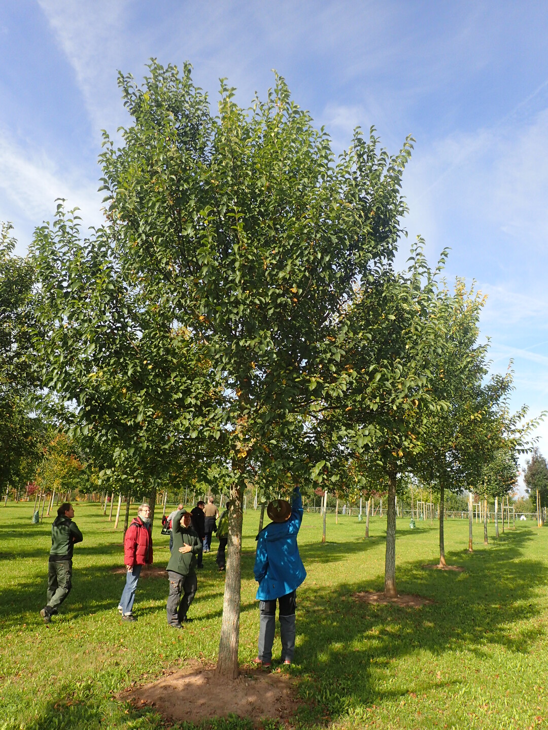 Ulmus Rebona in der Versuchspflanzung Im Stutel an der LWG Veitshchheim
