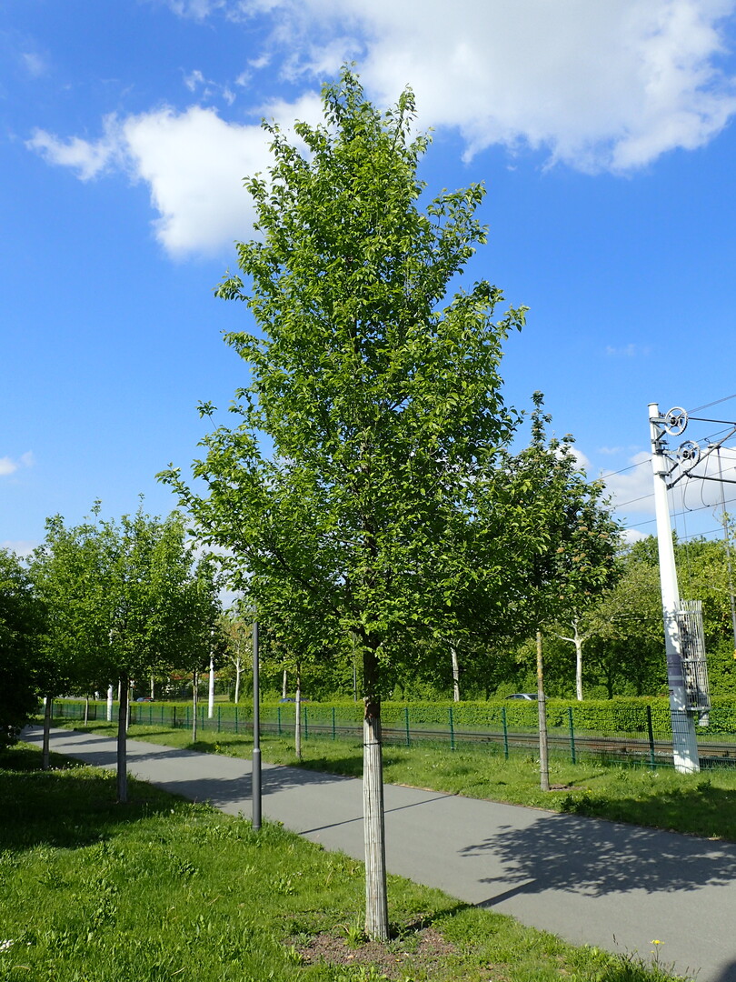Die Ulmus Rebona im Versuch Stadtgrn 2021, Standort Wrzburg