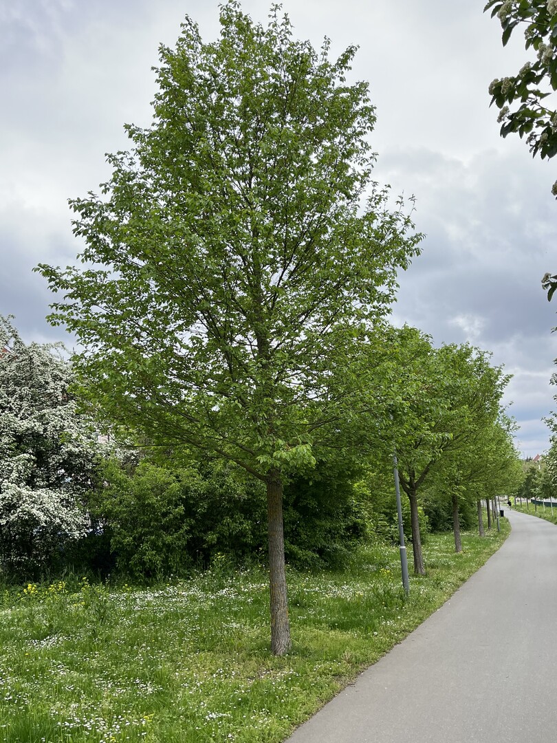 Die Ulmus Rebona im Versuch Stadtgrn 2021, Standort Wrzburg