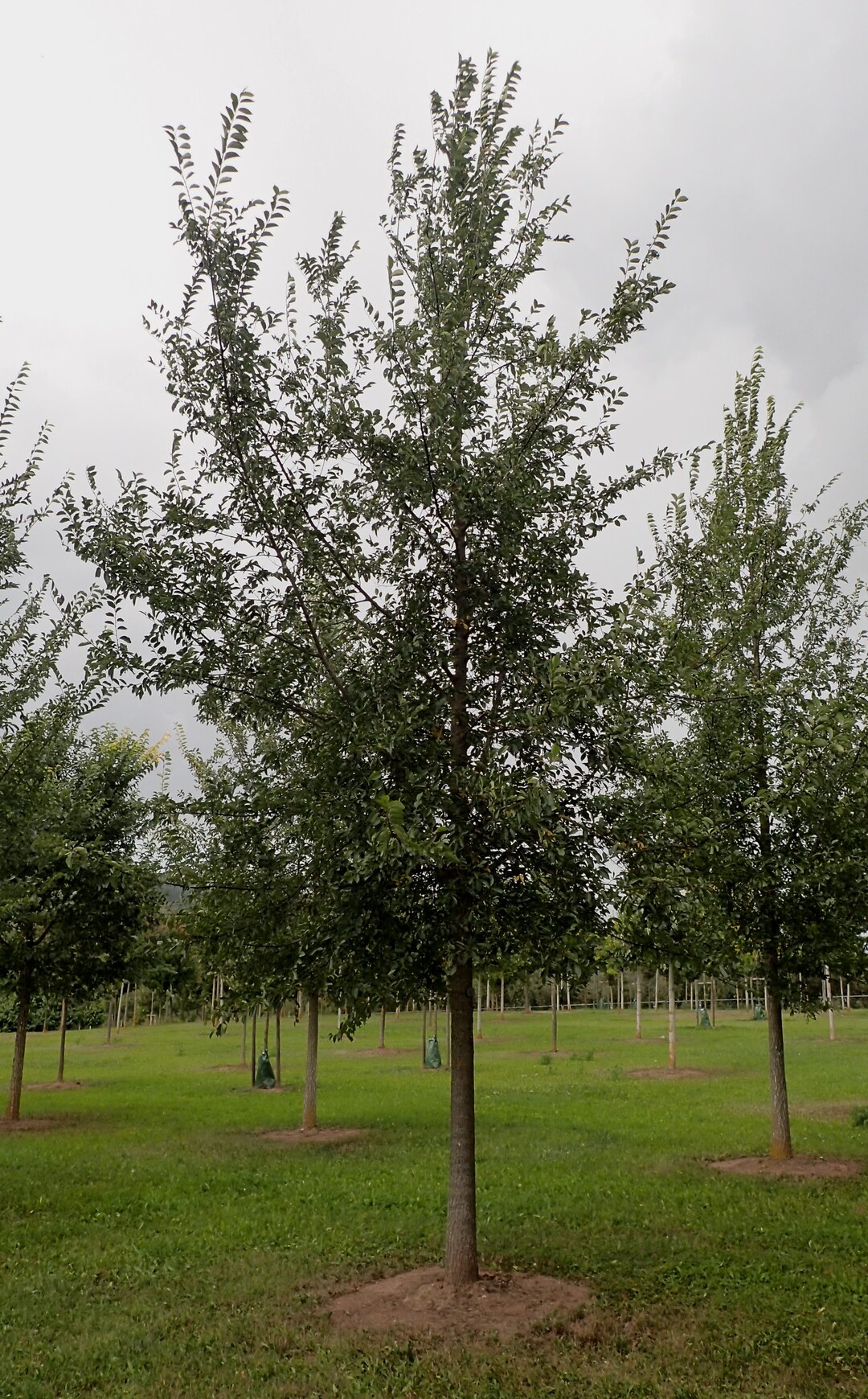 Ulmus Regal