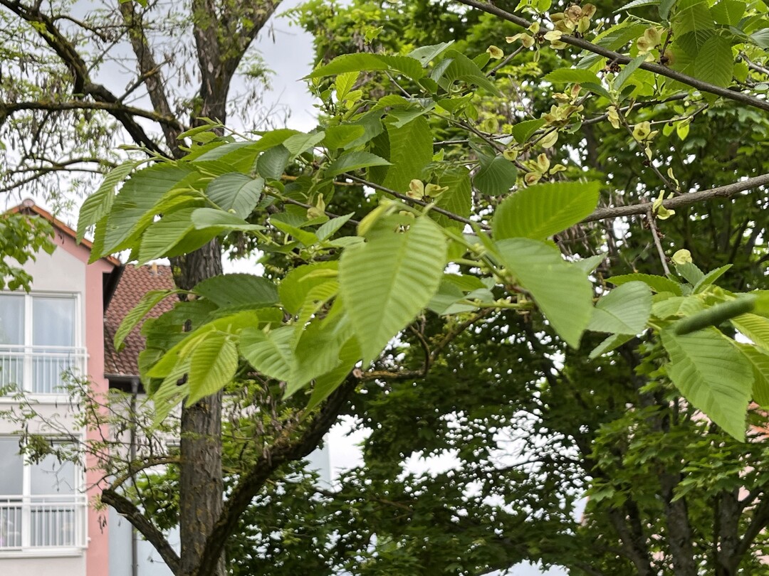 Blatt der Ulmus Regal