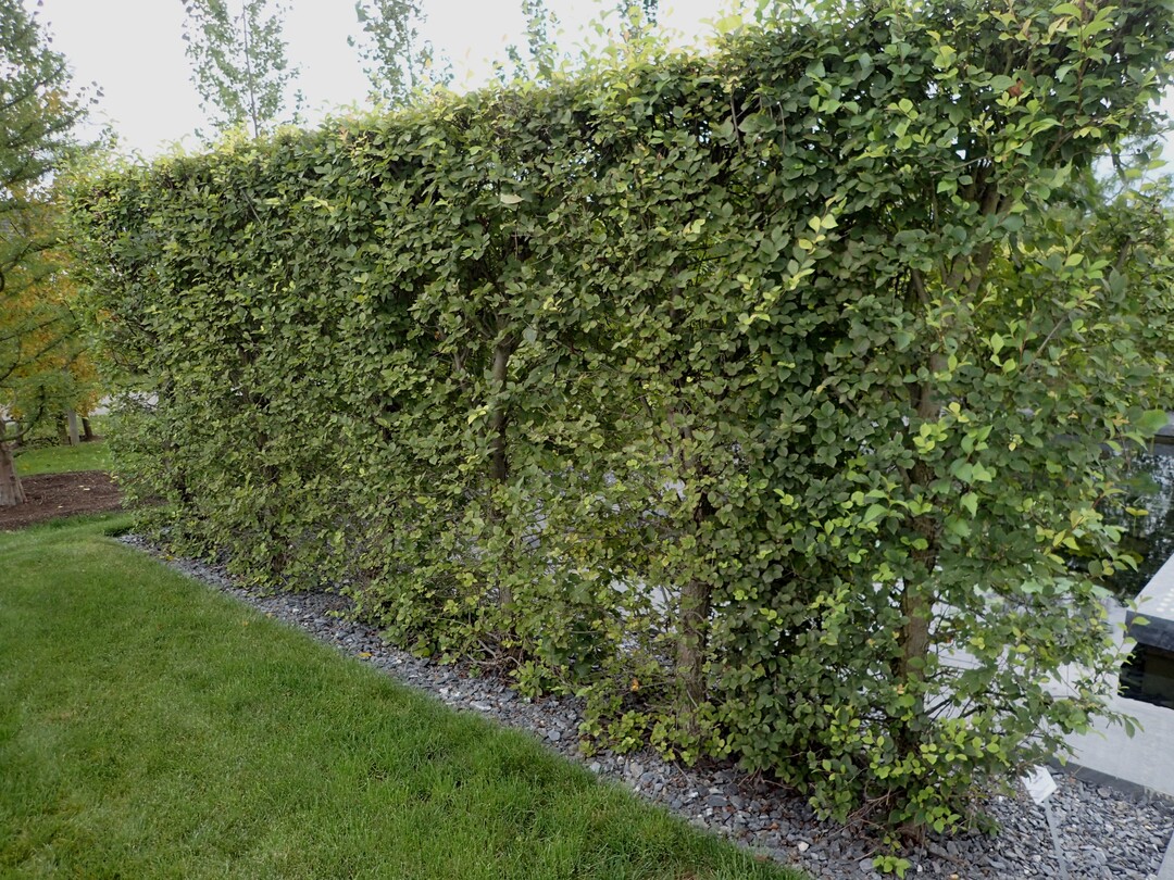 Ulmen eignen sich auch zur Verwendung als Schnitthecke. Hier die Ulmus minor Riverti.