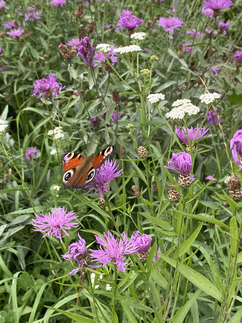 Wildblumen im September