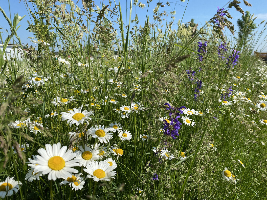 Wildblumenwiese im Juni