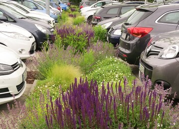  Mulden-Rigolen Systeme sind nicht nur funktional, sondern auch eine Bereicherung fr die Biodiversitt und eine Augenweide.